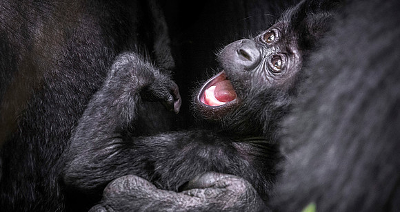 CDR_10302023_1300_Uganda_Gorilla Infant copy_N