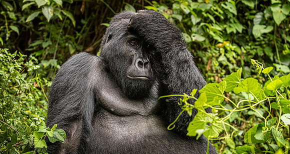CDR_02262024_0237_Gorillas_Habinyanja Family_buhoma_gorillas_N