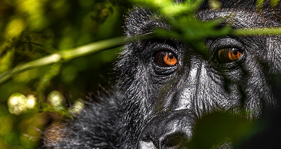 CDR_01232025_0160_Gorilla_Busingye_N