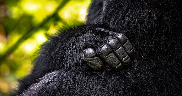 CDR_05212023_0843_Gorilla Trek_Gorillas_N