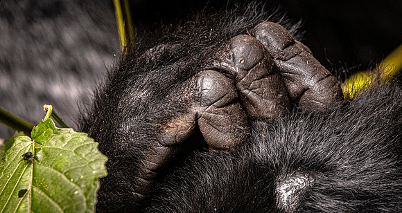 CDR_01232025_0133_Gorilla_Busingye_N