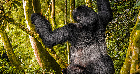 CDR_01232025_0483_Gorilla_Busingye_N