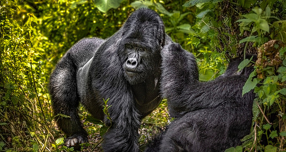 CDR_05212023_0863_Gorilla Trek copy_N