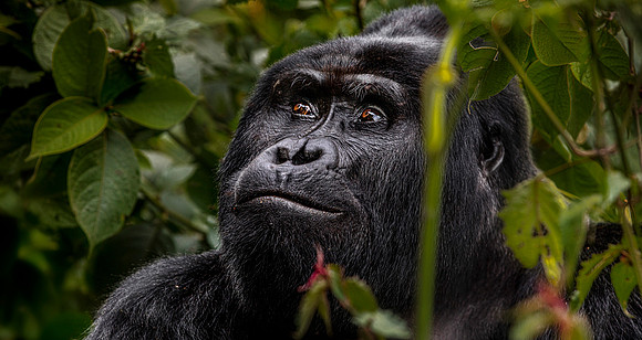 CDR_02242023_Gorilla Trek (787)_Rodin copy_N