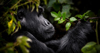 CDR_02242023_Gorilla Trek (669)_gorilla copy_N
