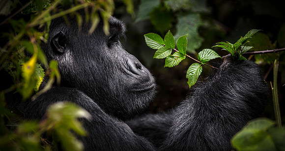 CDR_02242023_Gorilla Trek (669)_gorilla copy_N