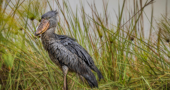 CDR_01152025_0244_Shoebill_Entebbe-Enhanced-NR copy_N