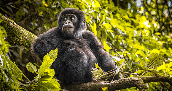 CDR_01232025_0804_Gorilla_Busingye_N