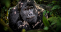 CDR_02242023_Gorilla Trek_Rodin copy_N