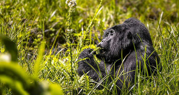 CDR_10302023_0376_Uganda_silverback big jaw copy_N