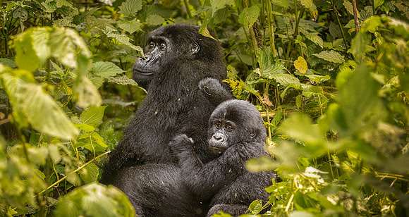 CDR_10302023_0869_Uganda_Mom Baby Gorilla copy_N
