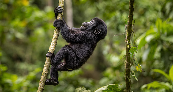 CDR_10292023_2758_Uganda_N
