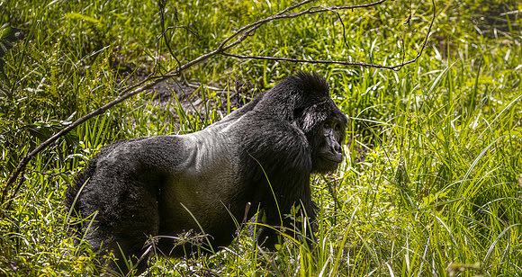 CDR_10302023_0174_Uganda_bigjaw Silverback copy_N